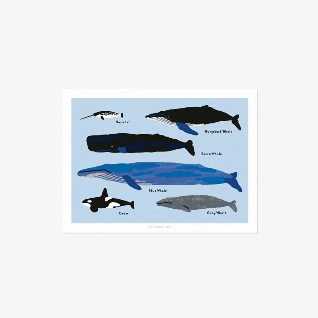 Whales Postcard